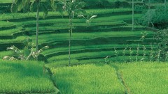 Green Bali Indonesia rice