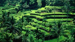 Green Bali terrace forests