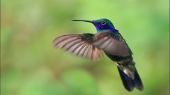 Green Birds hummingbirds iridescence