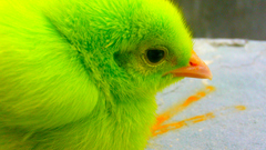 Green Birds limes Chickens
