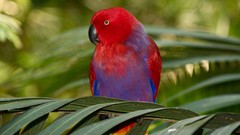 Green Birds Parrots colors Australian King Parrot