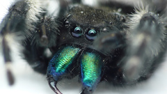 Green blue eyes black