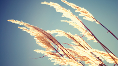 Green blue nature grass