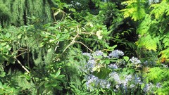 Green botanical garden