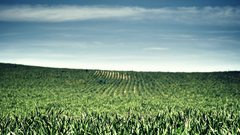 Green by dreamerseven privant