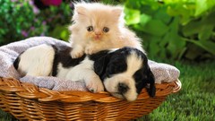 Green cats Animals Dogs