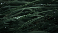Green close-up grass raindrops