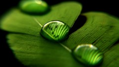 Green close-up leaves feathers