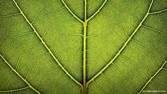 Green close-up nature leaf