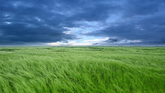 Green clouds grass fields