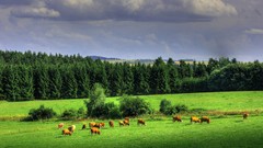 Green clouds Landscapes nature