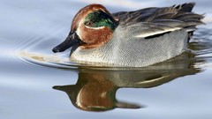 Green Ducks teal