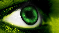 Green eyes green eyes