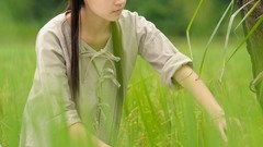 Green farmers paddy fields