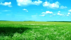 Green field blue skies