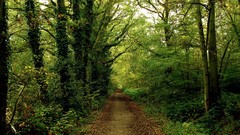 Green forests paths roads