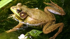 Green frog raulston arboretum