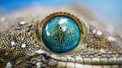 Green gecko Smiths eyed