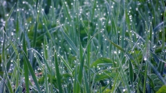 Green grass drops brilliance