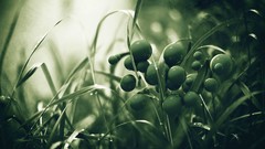 Green grass spheres cgi