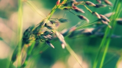 Green grass spica bent