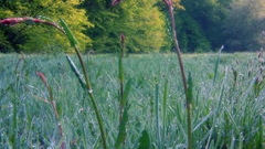 Green grass Trees field