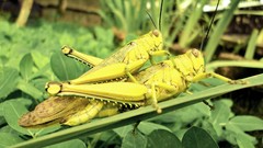 Green insects grasshopper wild