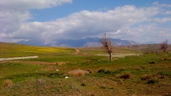 Green iran Ardebil (Iran)