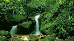 Green Landscapes nature forests