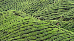 Green Landscapes nature tea