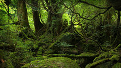 Green Landscapes nature Trees