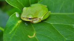 Green leaf Frogs amphibians