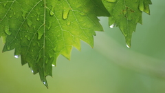 Green leaf wet water