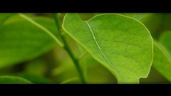 Green leaves dual screen