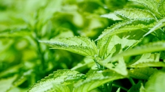 Green leaves grass nature