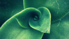 Green leaves Plants macro