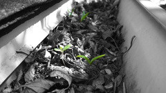 Green leaves Plants selective