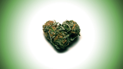 Green love drugs marijuana