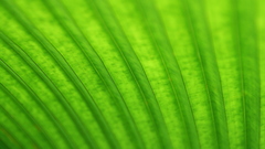 Green macro