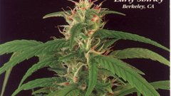 Green marijuana Plants