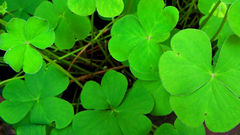 Green nature clover