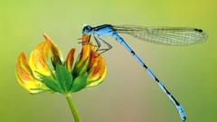 Green nature Flowers insects