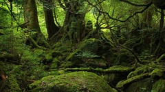 Green nature forests moss