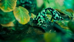 Green nature Frogs amphibians