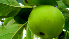 Green nature fruits macro