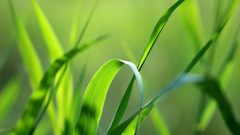 Green nature grass