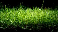 Green nature grass