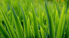 Green nature grass macro