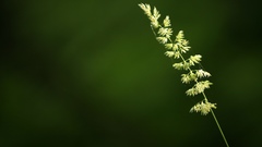Green nature grass wheat