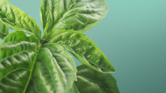 Green nature leaf basil